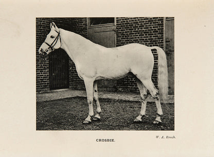 First edition of the first volume of The Arab Horse Stud Book commissioned by the Arab Horse Society, with 12 illustrations of Arab horses.
