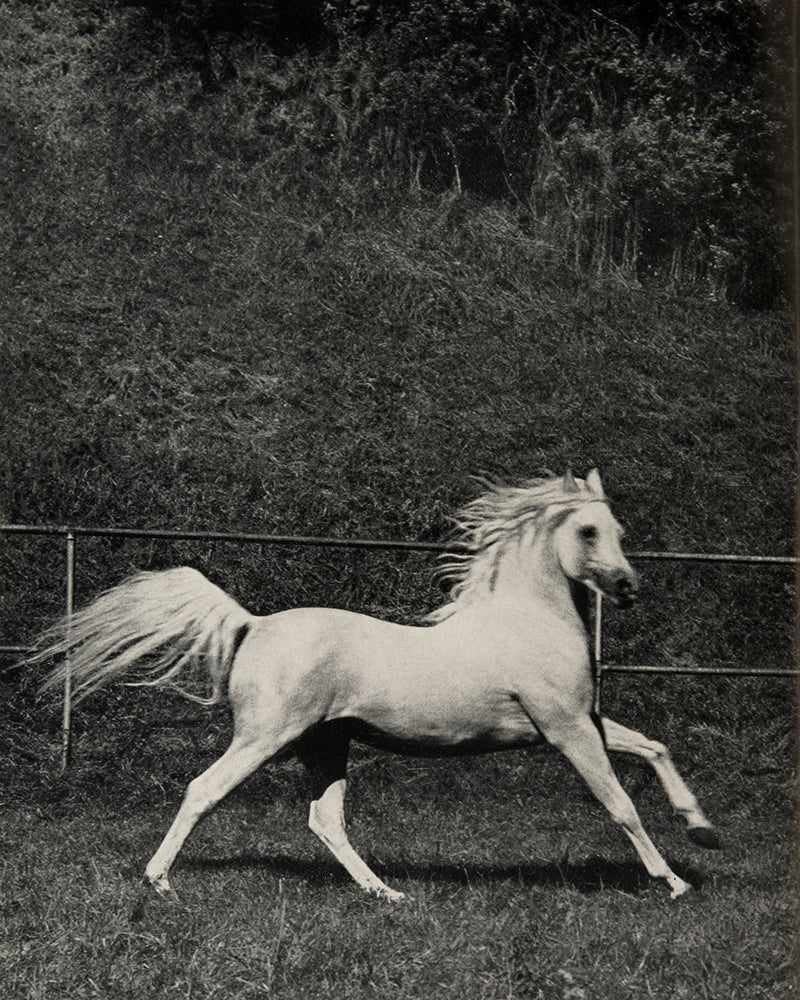 First English edition of The Arab Horse in Europe by Erika Schiele, with a signed letter regarding the breeding of Polish Arab horses.