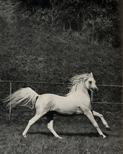 First English edition of The Arab Horse in Europe by Erika Schiele, with a signed letter regarding the breeding of Polish Arab horses.