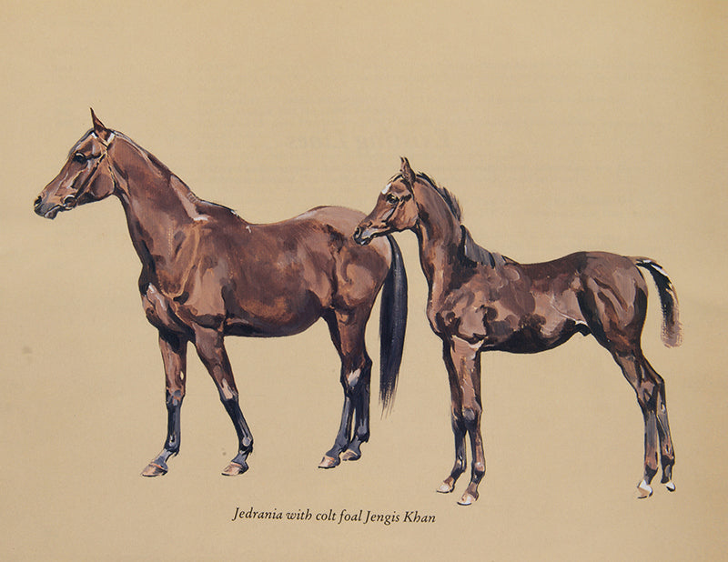 First edition of Peter Upton's The Arab Horse, a history of Arab Horses in Britian and gives a full list of the 78 strains known from those original horses, 56 of which the author has painted.
