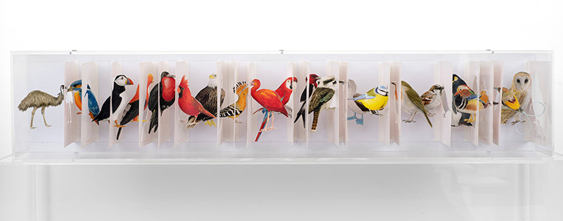 Cut postcards in an acrylic case by Jack Milroy, titled The Librarian's Aviary.