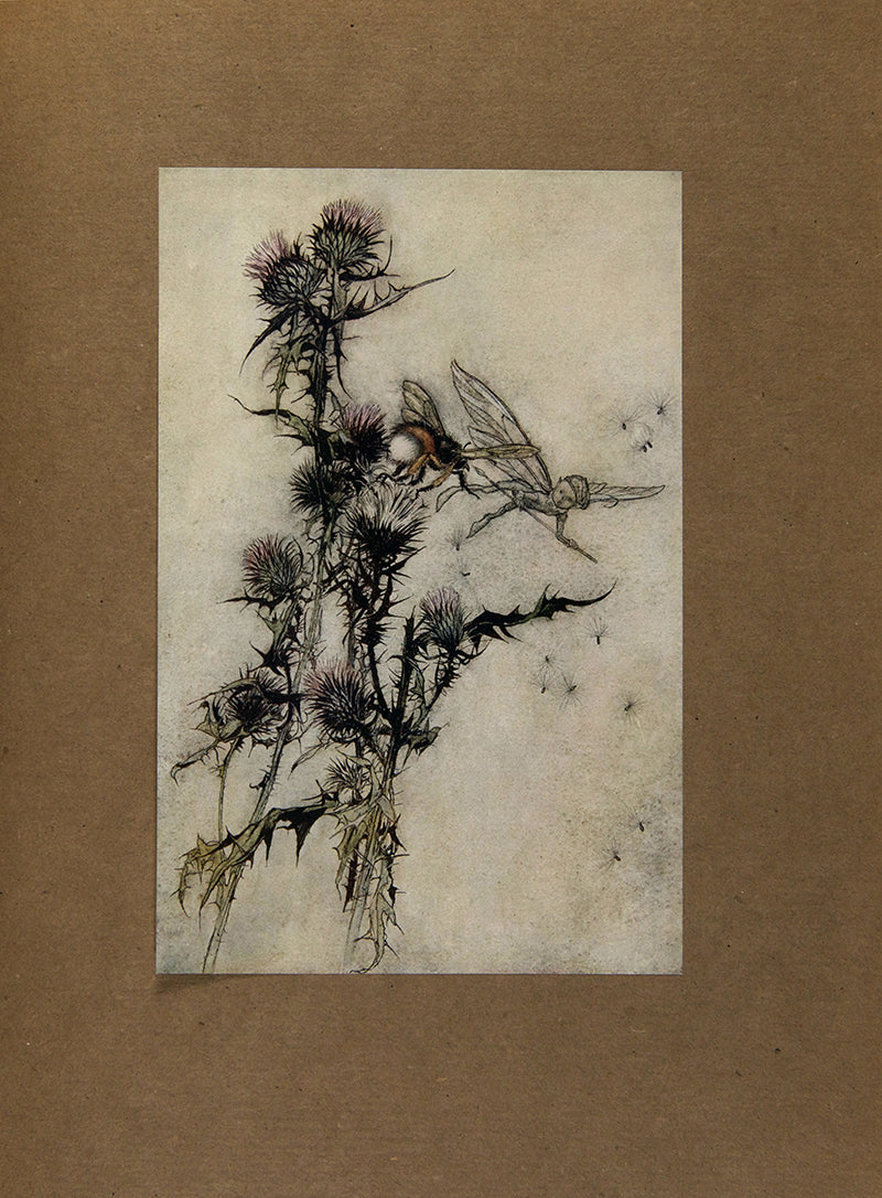 The first Arthur Rackham deluxe edition of this publication of Shakespeare's A Midsummer Night's Dream published in London in 1908, colour illustrated
