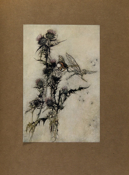 The first Arthur Rackham deluxe edition of this publication of Shakespeare's A Midsummer Night's Dream published in London in 1908, colour illustrated