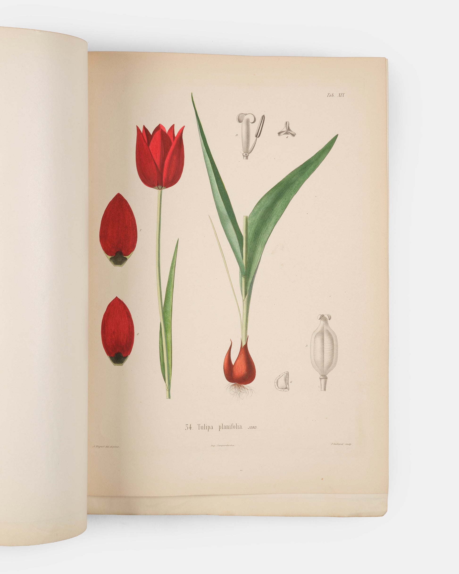 First edition of one of the rarest and most beautifully illustrated botanical works, Alexis Jordan's Icones ad Floram Europae, published between 1866 and 1903.