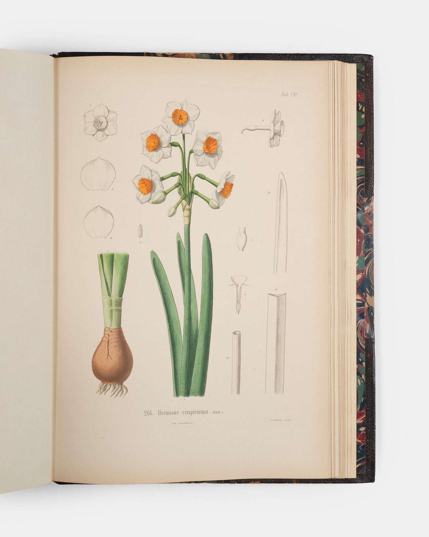 First edition of one of the rarest and most beautifully illustrated botanical works, Alexis Jordan's Icones ad Floram Europae, published between 1866 and 1903.