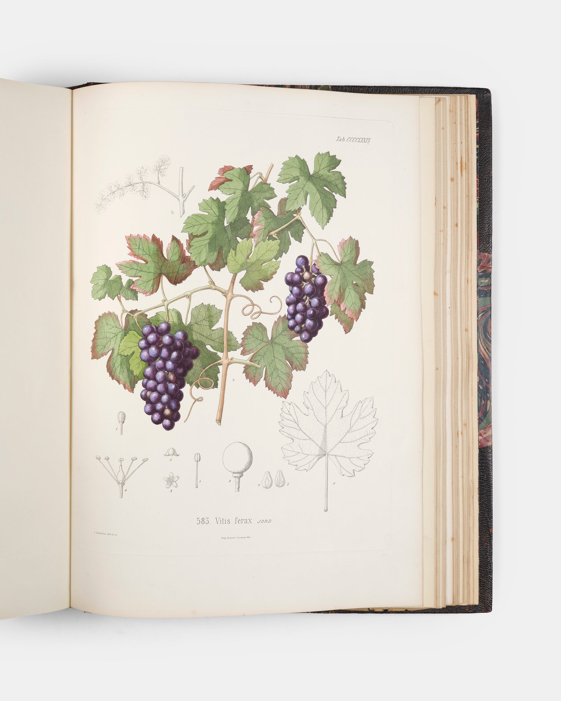 First edition of one of the rarest and most beautifully illustrated botanical works, Alexis Jordan's Icones ad Floram Europae, published between 1866 and 1903.
