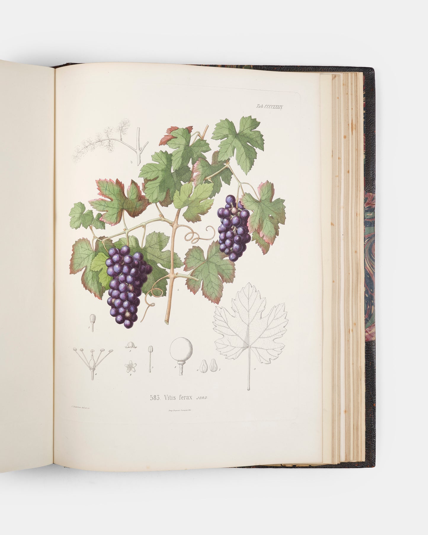 First edition of one of the rarest and most beautifully illustrated botanical works, Alexis Jordan's Icones ad Floram Europae, published between 1866 and 1903.