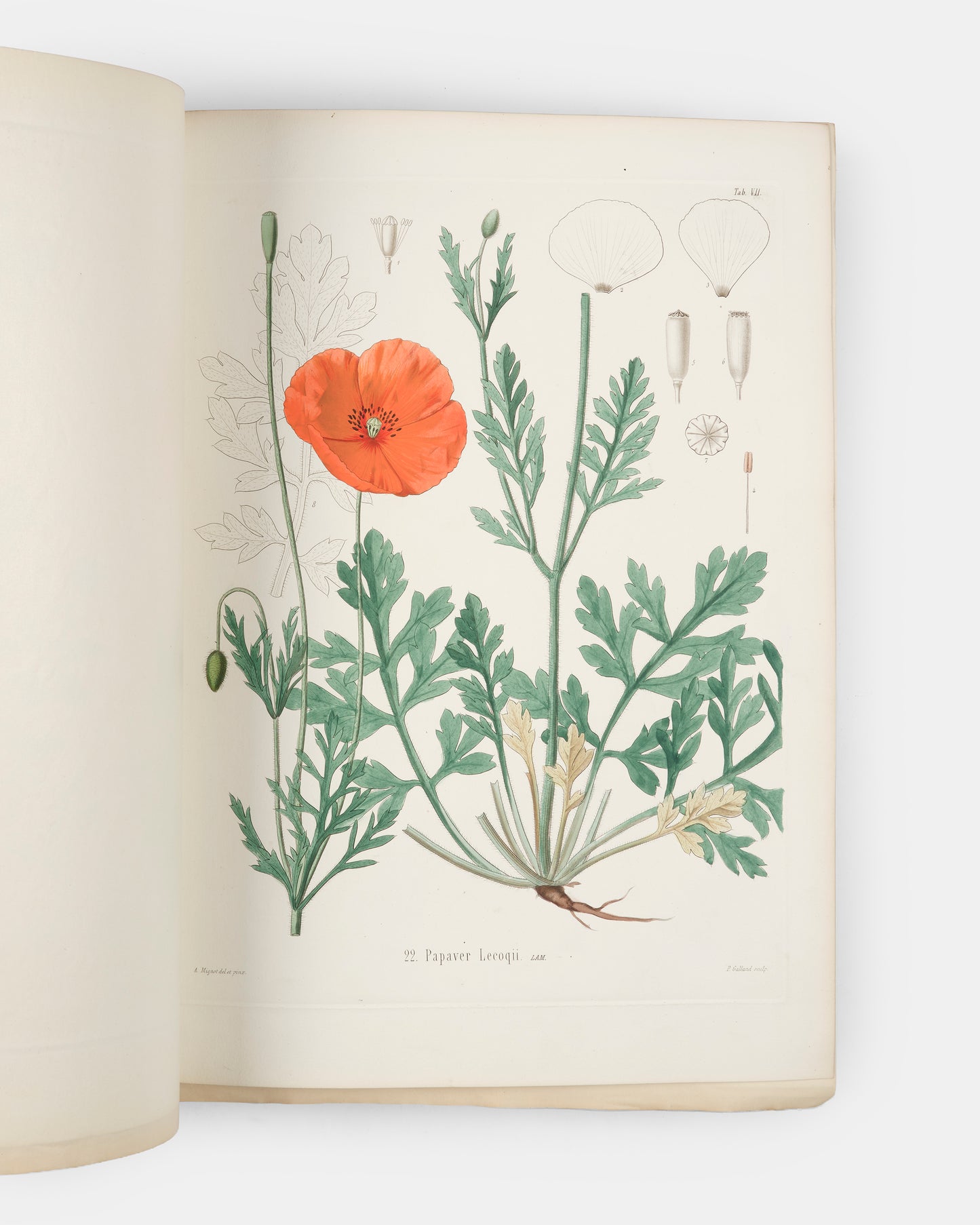First edition of one of the rarest and most beautifully illustrated botanical works, Alexis Jordan's Icones ad Floram Europae, published between 1866 and 1903.