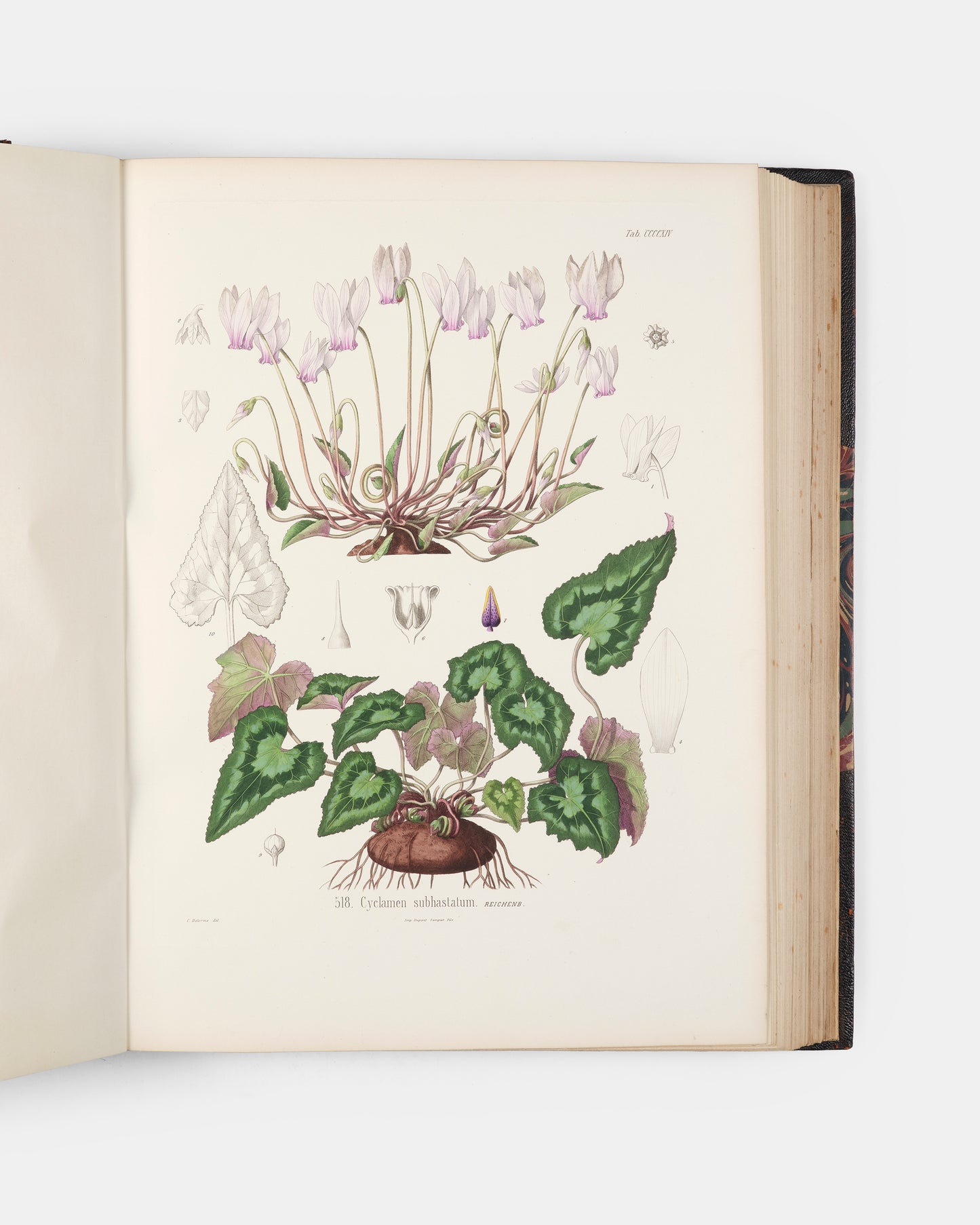 First edition of one of the rarest and most beautifully illustrated botanical works, Alexis Jordan's Icones ad Floram Europae, published between 1866 and 1903.