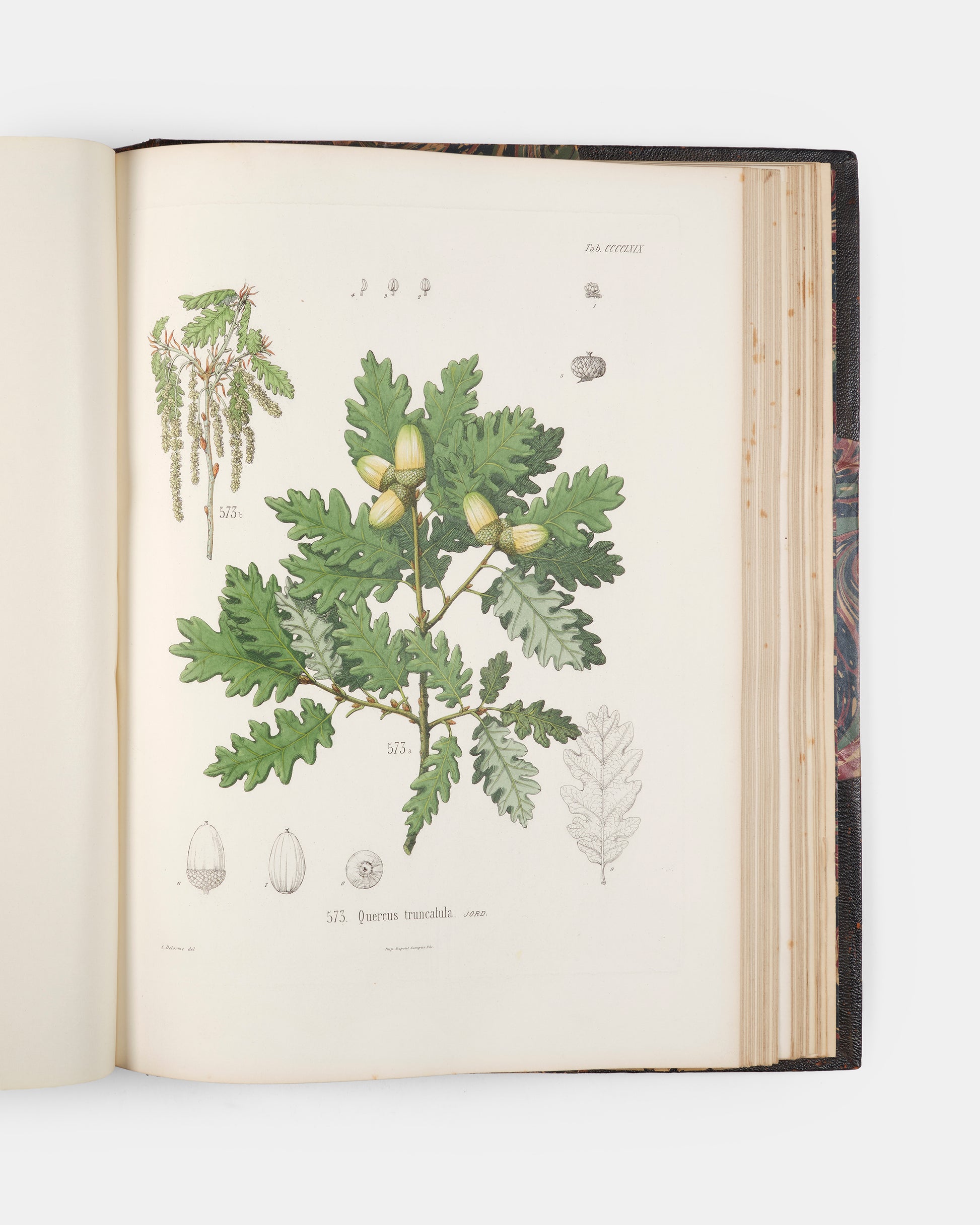 First edition of one of the rarest and most beautifully illustrated botanical works, Alexis Jordan's Icones ad Floram Europae, published between 1866 and 1903.