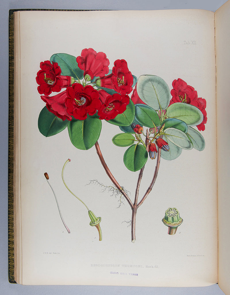 The first edition of botanist Joseph Dalton Hooker's important colour plate book The Rhododendrons of Sikkim-Himalaya, published in 1849.