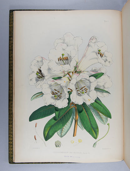 The first edition of botanist Joseph Dalton Hooker's important colour plate book The Rhododendrons of Sikkim-Himalaya, published in 1849.