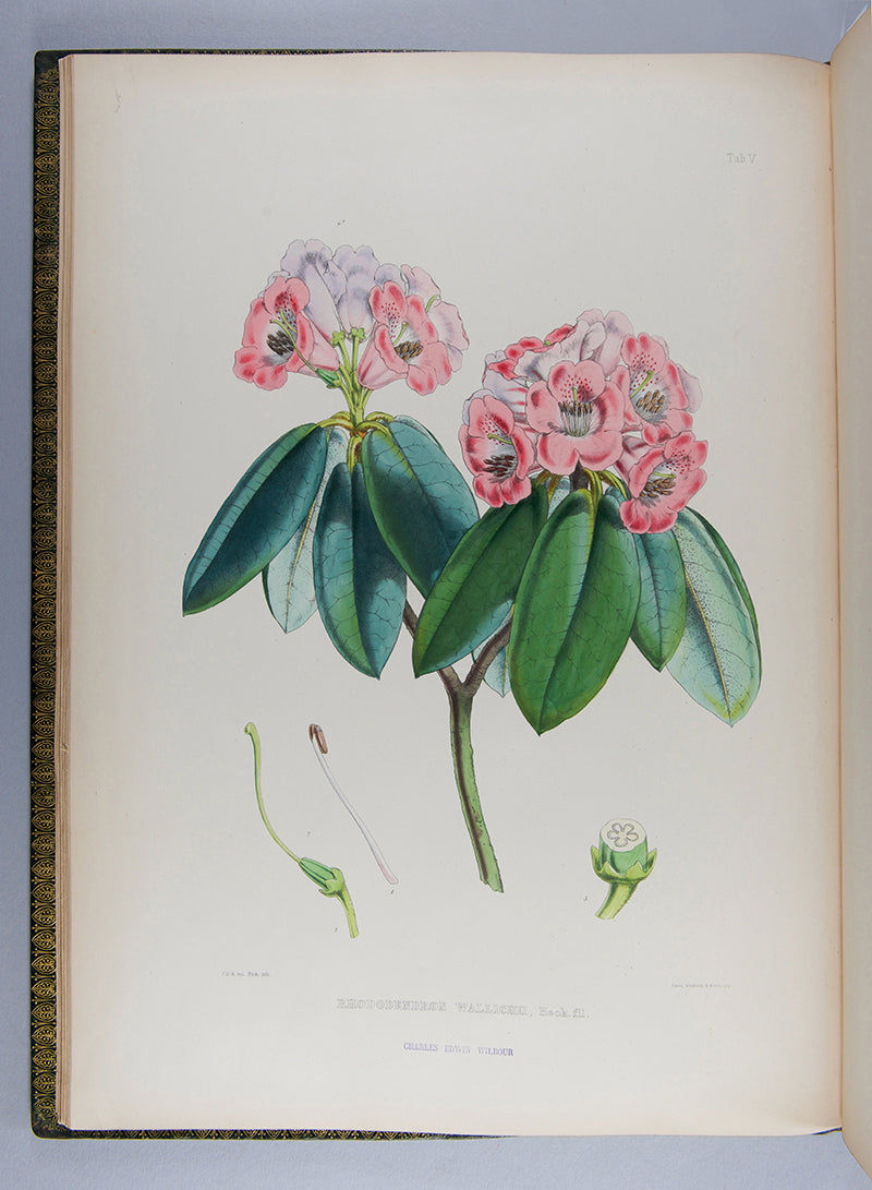 The first edition of botanist Joseph Dalton Hooker's important colour plate book The Rhododendrons of Sikkim-Himalaya, published in 1849.