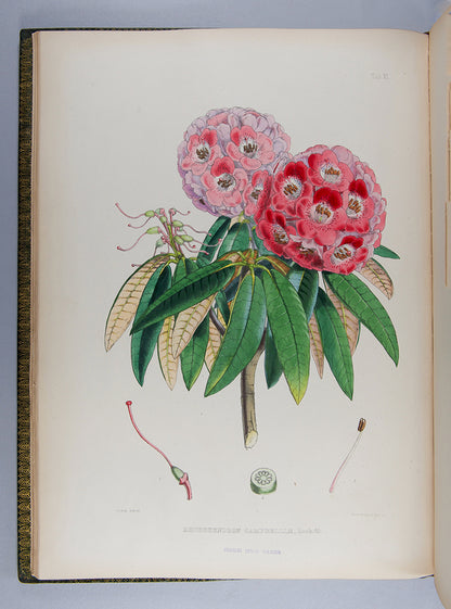 The first edition of botanist Joseph Dalton Hooker's important colour plate book The Rhododendrons of Sikkim-Himalaya, published in 1849.