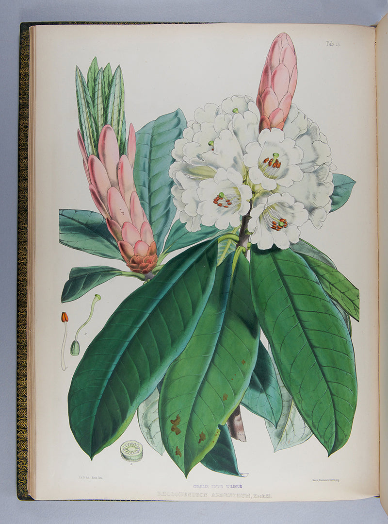The first edition of botanist Joseph Dalton Hooker's important colour plate book The Rhododendrons of Sikkim-Himalaya, published in 1849.