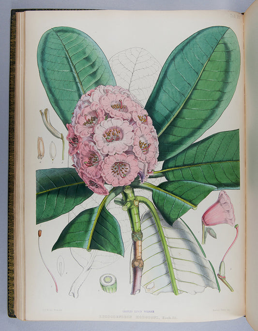 The first edition of botanist Joseph Dalton Hooker's important colour plate book The Rhododendrons of Sikkim-Himalaya, published in 1849.