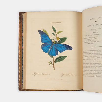 First edition of Edward Donovan's important and beautifully hand-coloured entomological work, Epitome of the Natural Histry of the Insects of China, published in 1798.