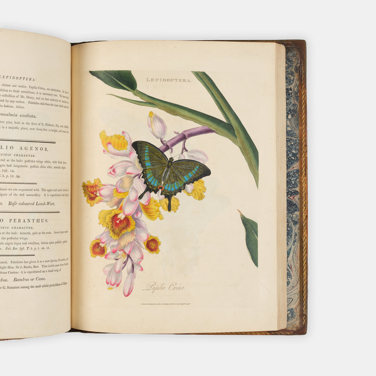 First edition of Edward Donovan's important and beautifully hand-coloured entomological work, Epitome of the Natural Histry of the Insects of China, published in 1798.