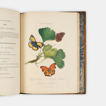 First edition of Edward Donovan's important and beautifully hand-coloured entomological work, Epitome of the Natural Histry of the Insects of China, published in 1798.