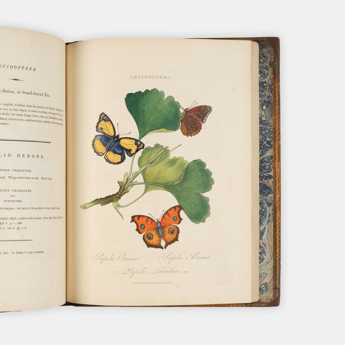 First edition of Edward Donovan's important and beautifully hand-coloured entomological work, Epitome of the Natural Histry of the Insects of China, published in 1798.