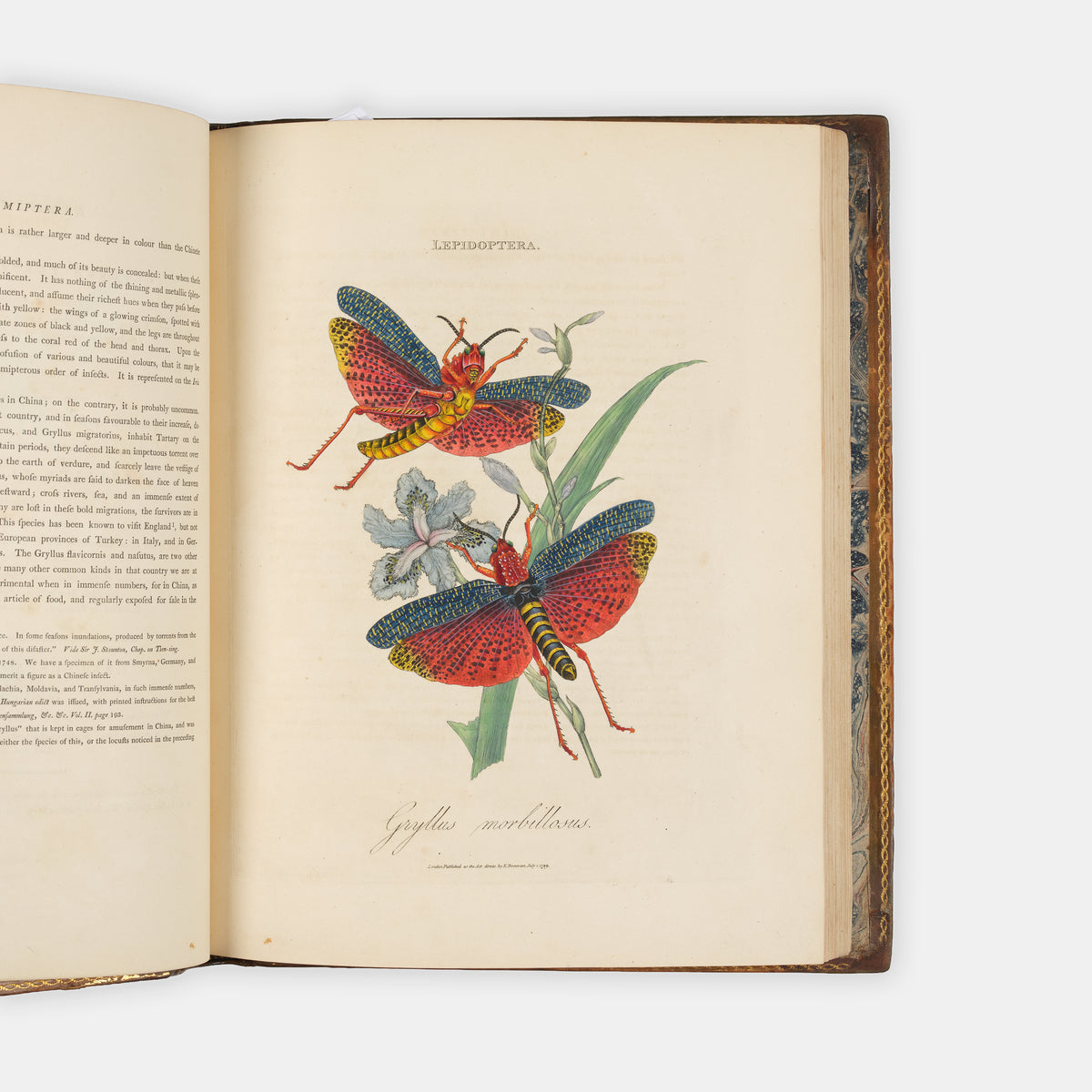 First edition of Edward Donovan's important and beautifully hand-coloured entomological work, Epitome of the Natural Histry of the Insects of China, published in 1798.