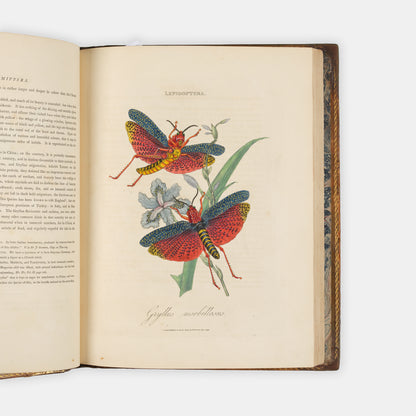First edition of Edward Donovan's important and beautifully hand-coloured entomological work, Epitome of the Natural Histry of the Insects of China, published in 1798.