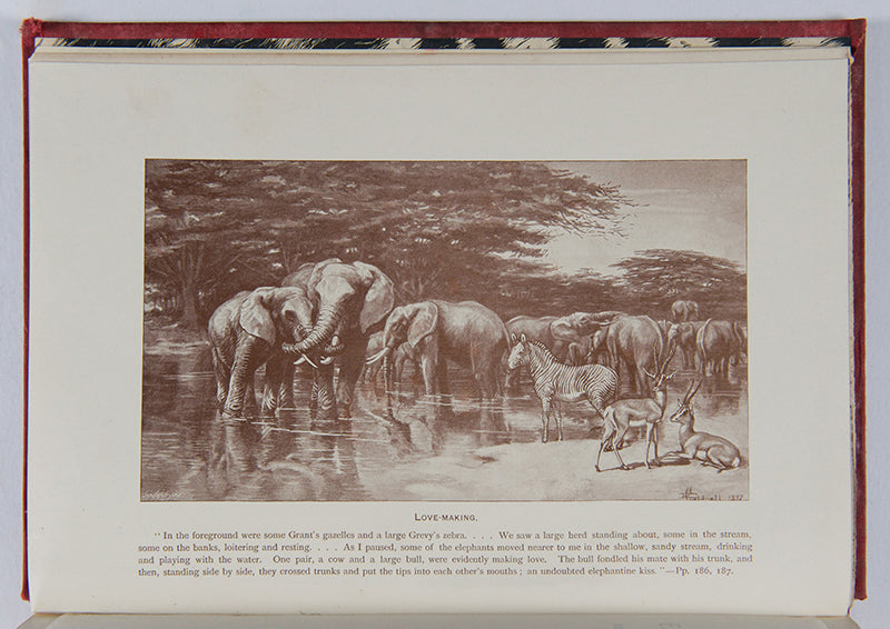 Neumann's Elephant Hunting is one of the most important, and also one of the scarcest, books on elephants.