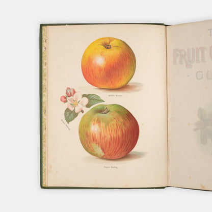 Charming set of The Fruit Grower's Guide by John Wright and illustrated by May Rivers, one of the classic victorian works of British gardening and fruit trees.