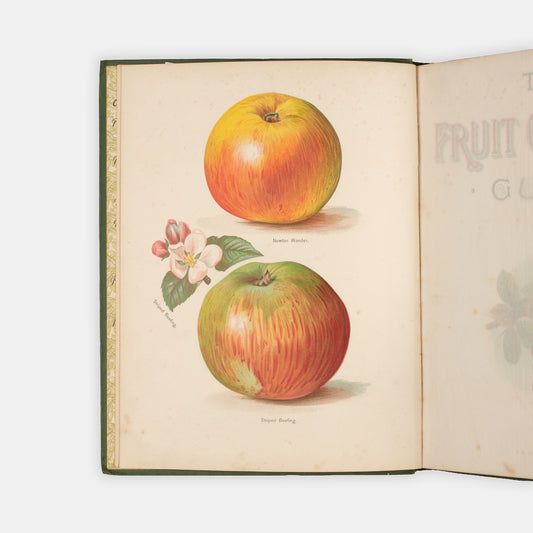 Charming set of The Fruit Grower's Guide by John Wright and illustrated by May Rivers, one of the classic victorian works of British gardening and fruit trees.