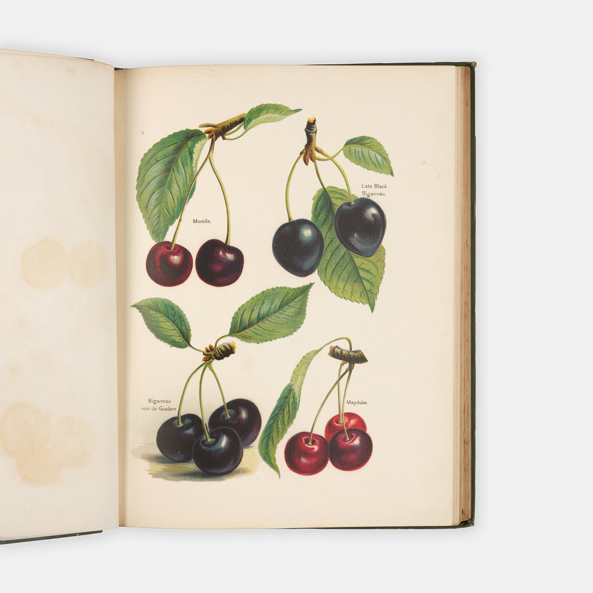 Charming set of The Fruit Grower's Guide by John Wright and illustrated by May Rivers, one of the classic victorian works of British gardening and fruit trees.