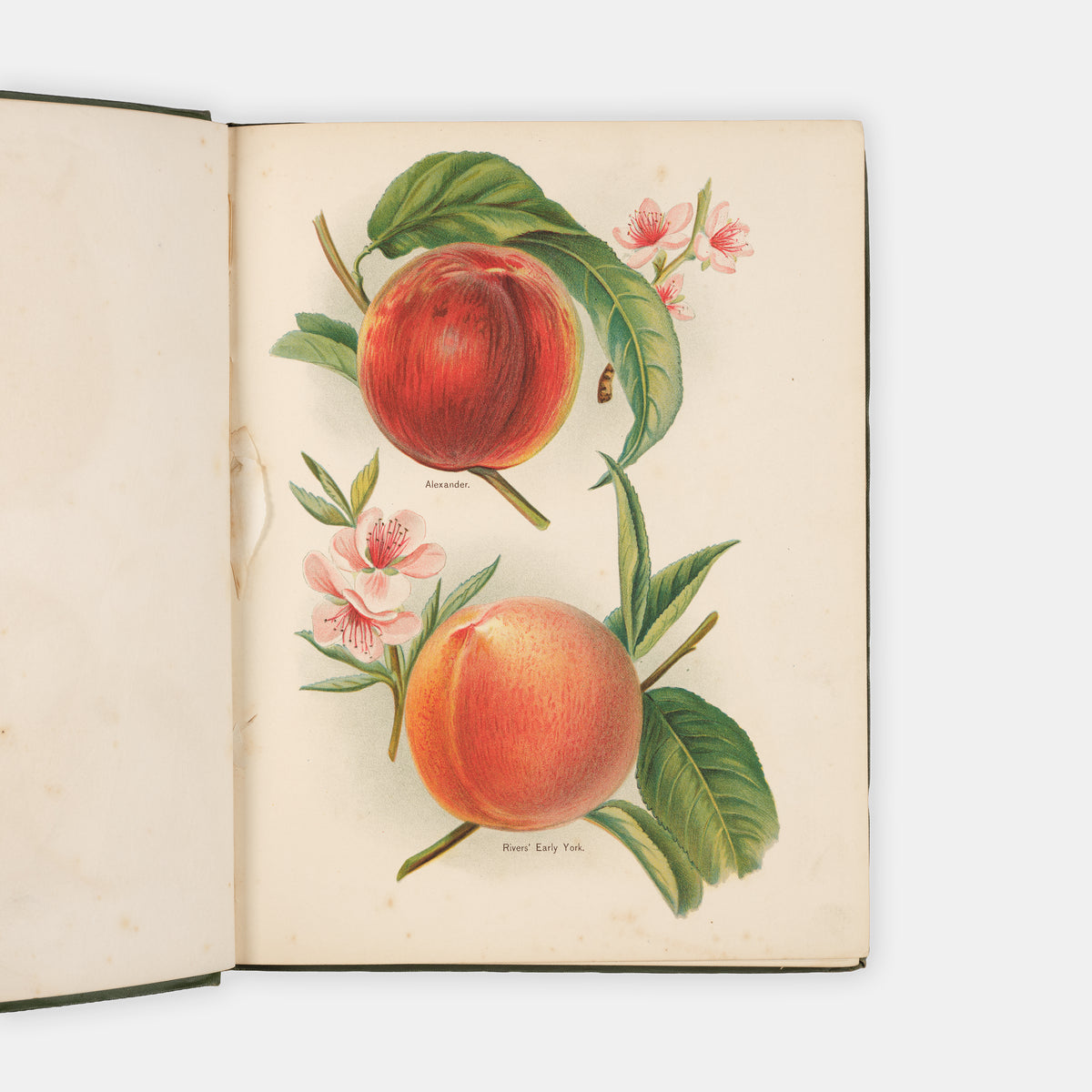 Charming set of The Fruit Grower's Guide by John Wright and illustrated by May Rivers, one of the classic victorian works of British gardening and fruit trees.
