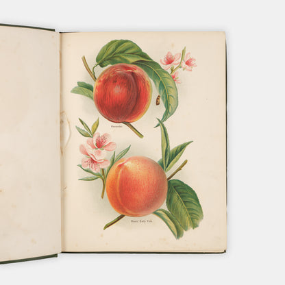 Charming set of The Fruit Grower's Guide by John Wright and illustrated by May Rivers, one of the classic victorian works of British gardening and fruit trees.