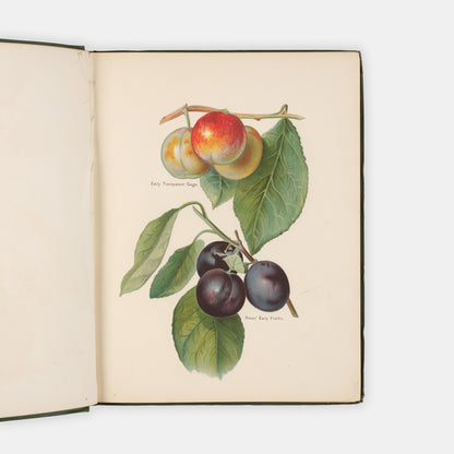 Charming set of The Fruit Grower's Guide by John Wright and illustrated by May Rivers, one of the classic victorian works of British gardening and fruit trees.