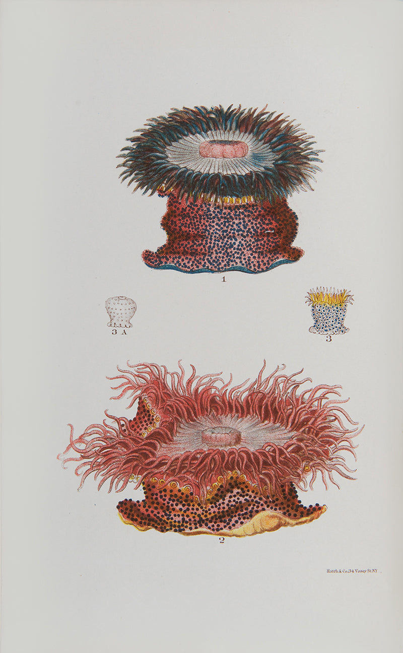 First edition of the important geological book Corals & Coral Islands by James Dwight Dana, a presentation copy inscribed by the author.