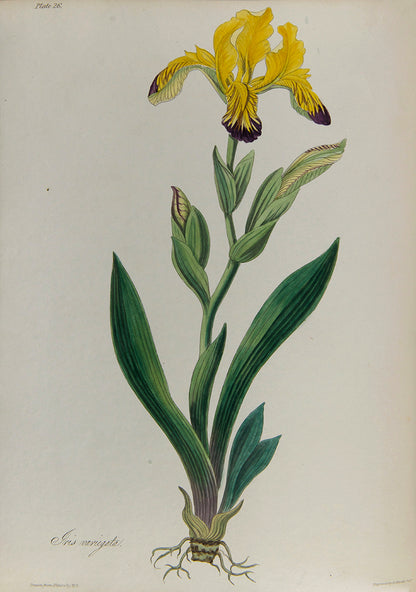 First and only edition of Floral Illustrations of the Seasons, 55 fine floral plates by Margaret Roscoe, published in seven parts between 1829 and 1831.