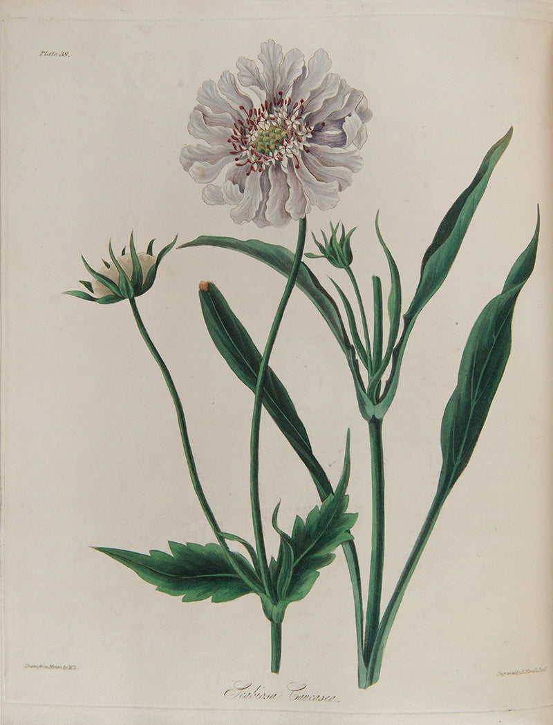 First and only edition of Floral Illustrations of the Seasons, 55 fine floral plates by Margaret Roscoe, published in seven parts between 1829 and 1831.