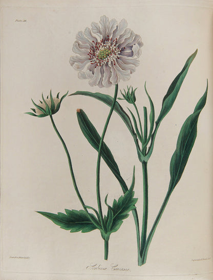 First and only edition of Floral Illustrations of the Seasons, 55 fine floral plates by Margaret Roscoe, published in seven parts between 1829 and 1831.