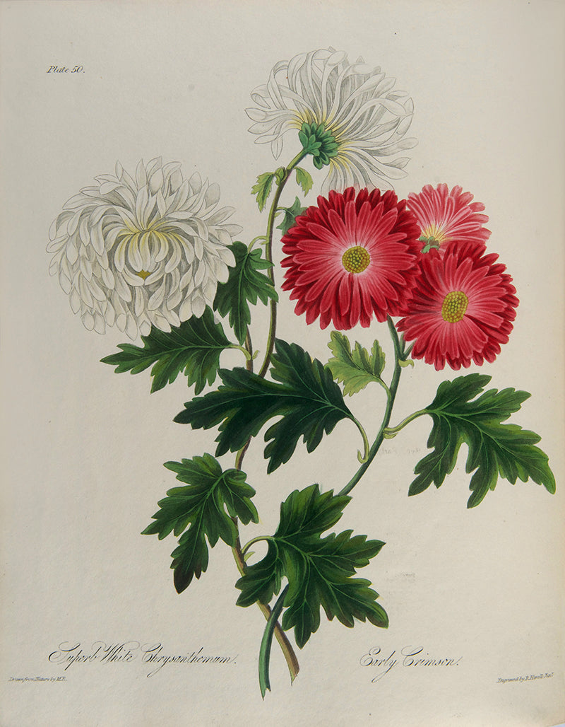 First and only edition of Floral Illustrations of the Seasons, 55 fine floral plates by Margaret Roscoe, published in seven parts between 1829 and 1831.