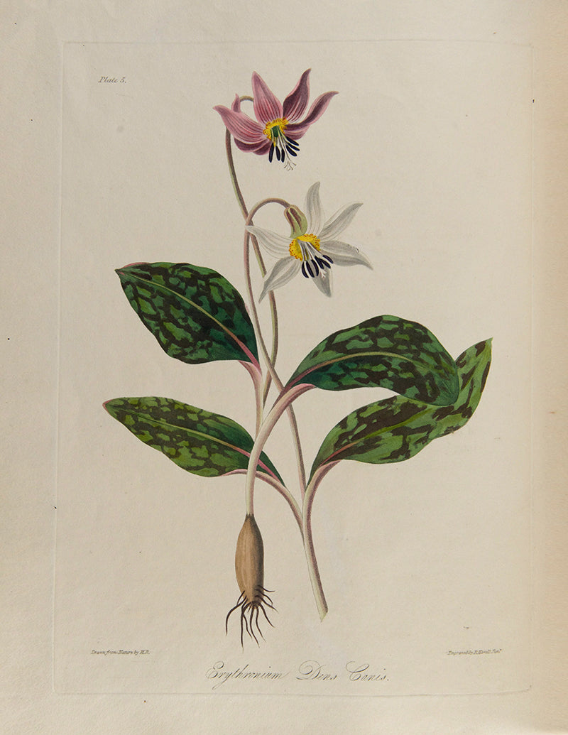 First and only edition of Floral Illustrations of the Seasons, 55 fine floral plates by Margaret Roscoe, published in seven parts between 1829 and 1831.