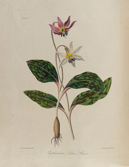 First and only edition of Floral Illustrations of the Seasons, 55 fine floral plates by Margaret Roscoe, published in seven parts between 1829 and 1831.