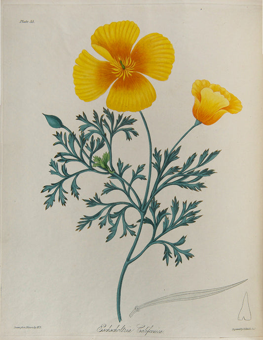 First and only edition of Floral Illustrations of the Seasons, 55 fine floral plates by Margaret Roscoe, published in seven parts between 1829 and 1831.