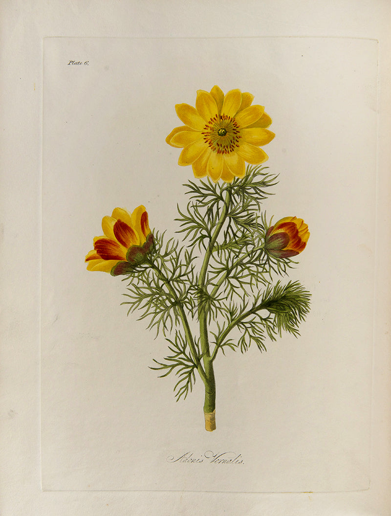 First and only edition of Floral Illustrations of the Seasons, 55 fine floral plates by Margaret Roscoe, published in seven parts between 1829 and 1831.