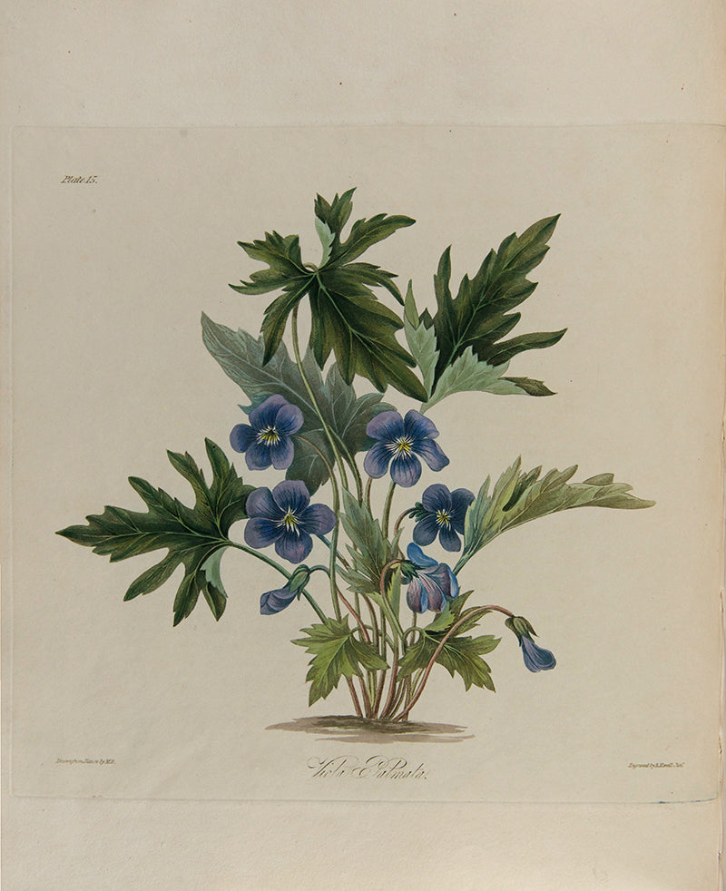 First and only edition of Floral Illustrations of the Seasons, 55 fine floral plates by Margaret Roscoe, published in seven parts between 1829 and 1831.