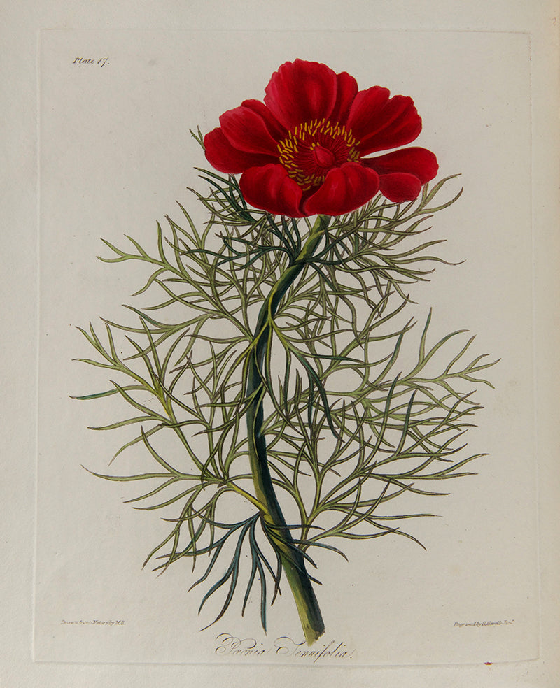 First and only edition of Floral Illustrations of the Seasons, 55 fine floral plates by Margaret Roscoe, published in seven parts between 1829 and 1831.