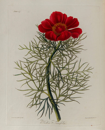 First and only edition of Floral Illustrations of the Seasons, 55 fine floral plates by Margaret Roscoe, published in seven parts between 1829 and 1831.