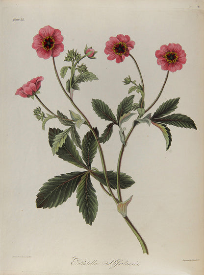 First and only edition of Floral Illustrations of the Seasons, 55 fine floral plates by Margaret Roscoe, published in seven parts between 1829 and 1831.