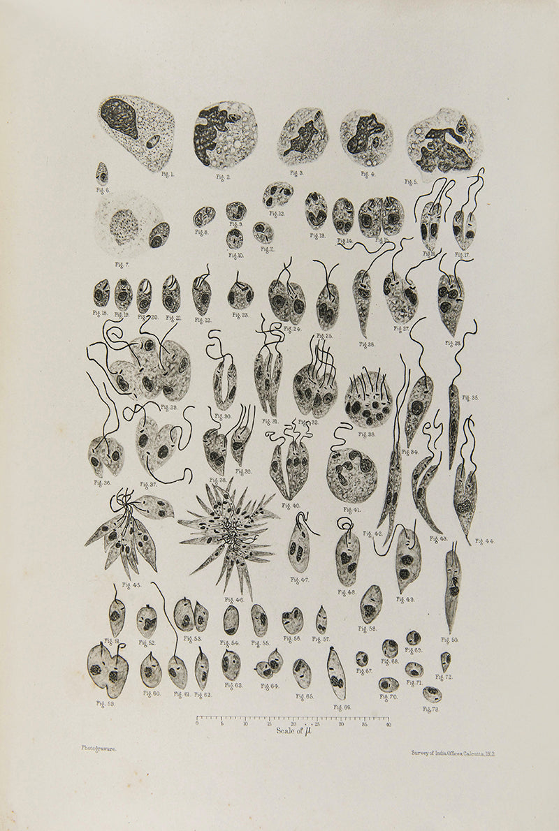 First edition of The Development of the Parasite of the Indian Kala Azar by W. S> Patton, a scarce scientific paper printed in India.