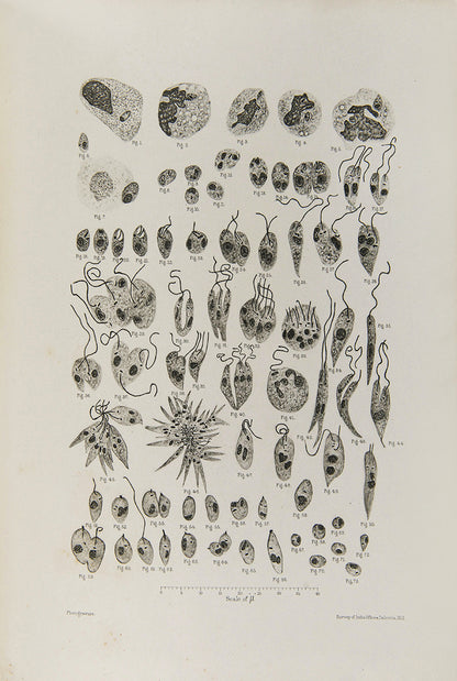 First edition of The Development of the Parasite of the Indian Kala Azar by W. S> Patton, a scarce scientific paper printed in India.