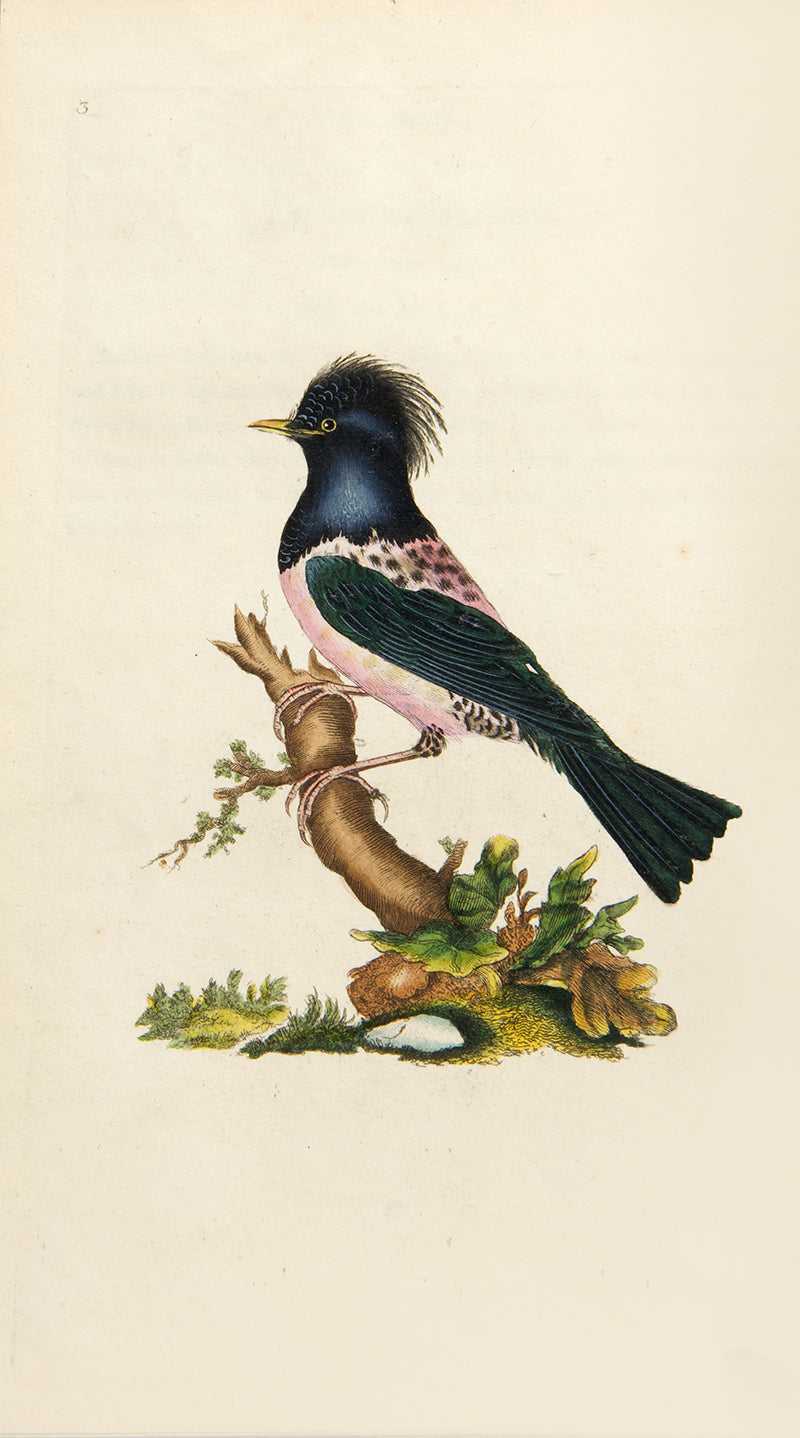 A lovely set of Edward Donovan's Natural History of British Birds, all first editions save for volume V, in attractive contemporary bindings.