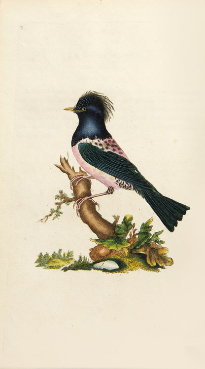 A lovely set of Edward Donovan's Natural History of British Birds, all first editions save for volume V, in attractive contemporary bindings.